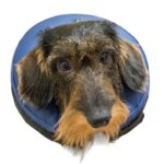 Inflatable Buster Collar for dogs and cats - S