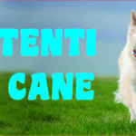 Attenti al cane in forex fotografico 2 25x12,5 cm