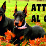 Attenti al cane in forex fotografico 5 25x12,5 cm