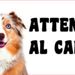 Attenti al cane in forex Pastore Austr. 25x12,5 cm