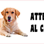 Attenti al cane in forex Golden Retriver 25x12,5cm