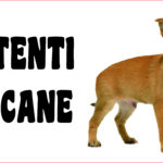 Attenti al cane in forex Chihuahua 25x12,5cm