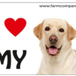 "I Love" Magnet 9x6cm - Labrador